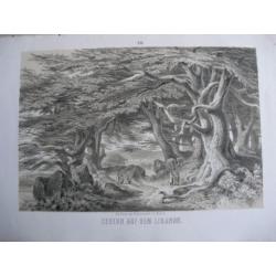 1863 - Die Riesen der Pflanzenwelt. Mit 16 lithografieën