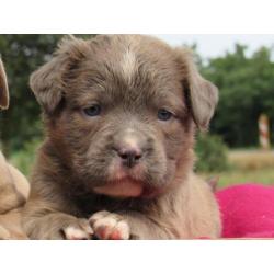 Old English Bulldog pups, type Mamut.Gezond en lief!!