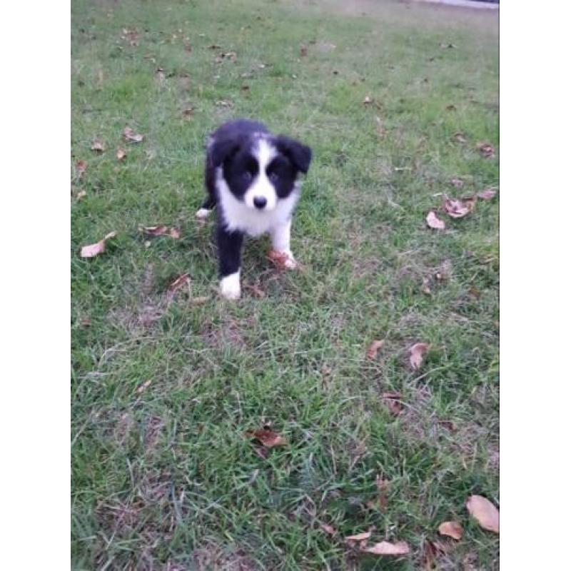 Border Collie pups