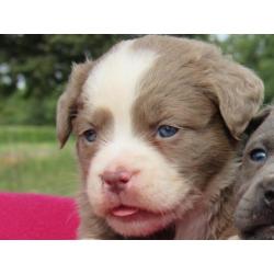 Old English Bulldog pups, type Mamut.Gezond en lief!!