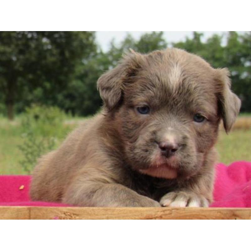 Old English Bulldog pups, type Mamut.Gezond en lief!!