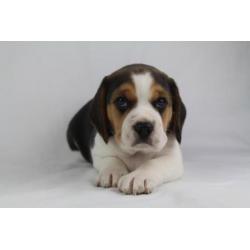 Beagle pups-100% Belgische hondjes - bezoek de ouders