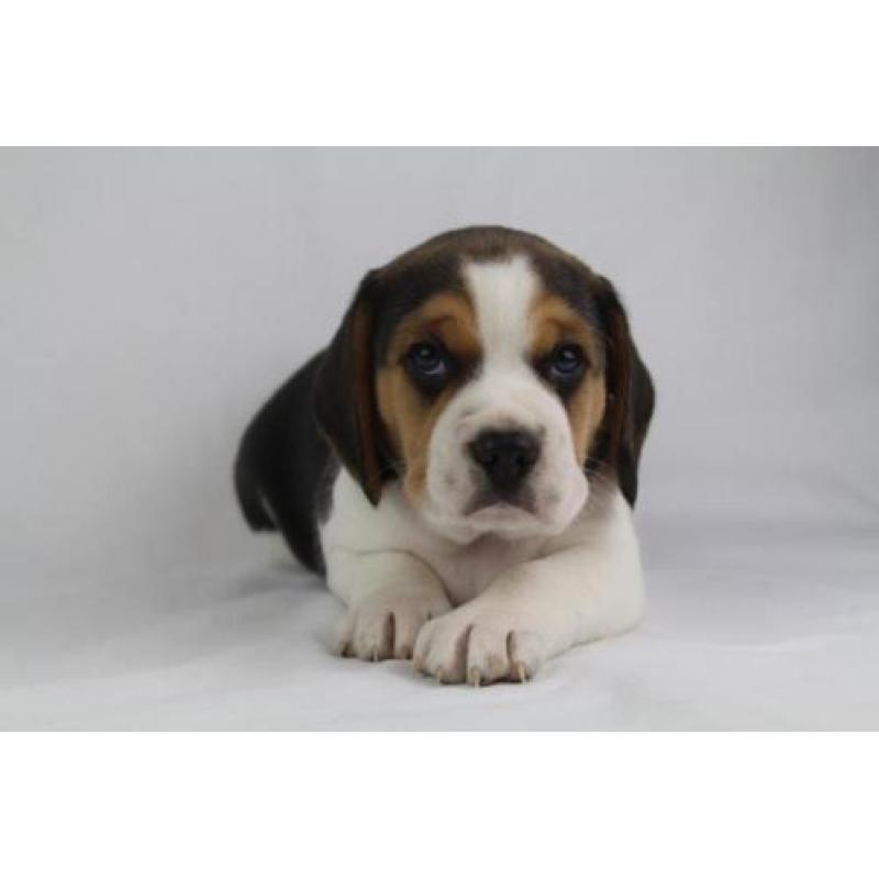 Beagle pups-100% Belgische hondjes - bezoek de ouders