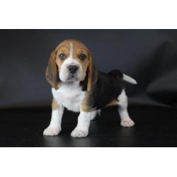 Beagle pups-100% Belgische hondjes - bezoek de ouders