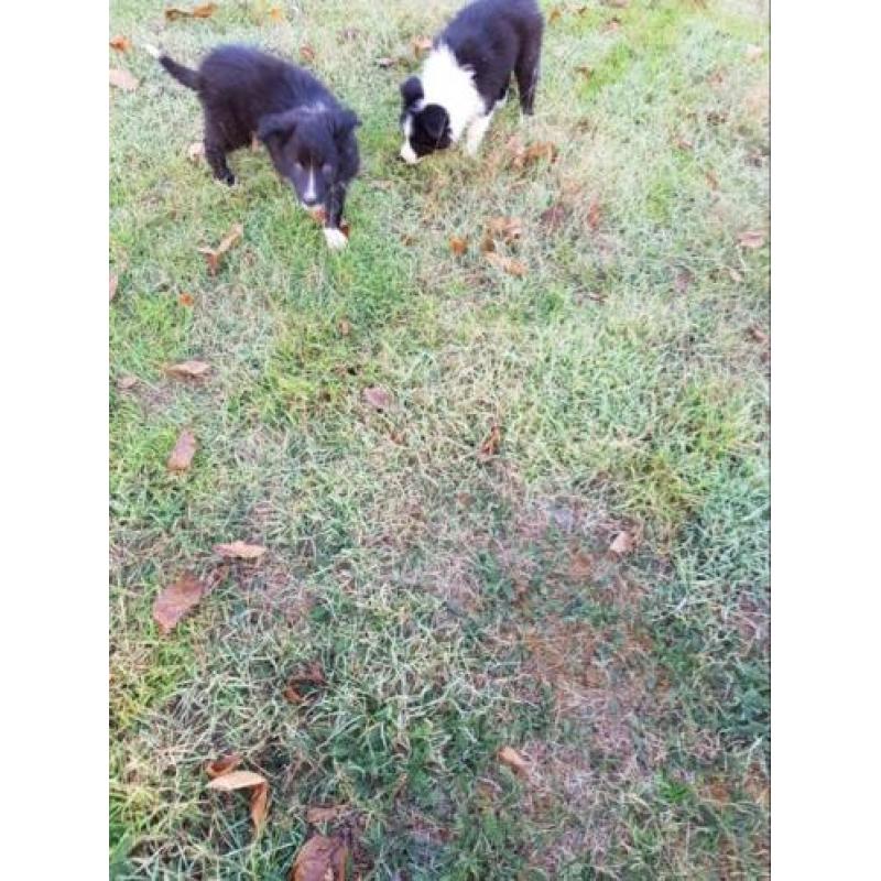 Border Collie pups