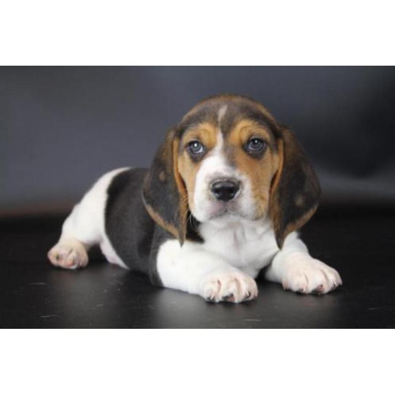 Beagle pups-100% Belgische hondjes - bezoek de ouders