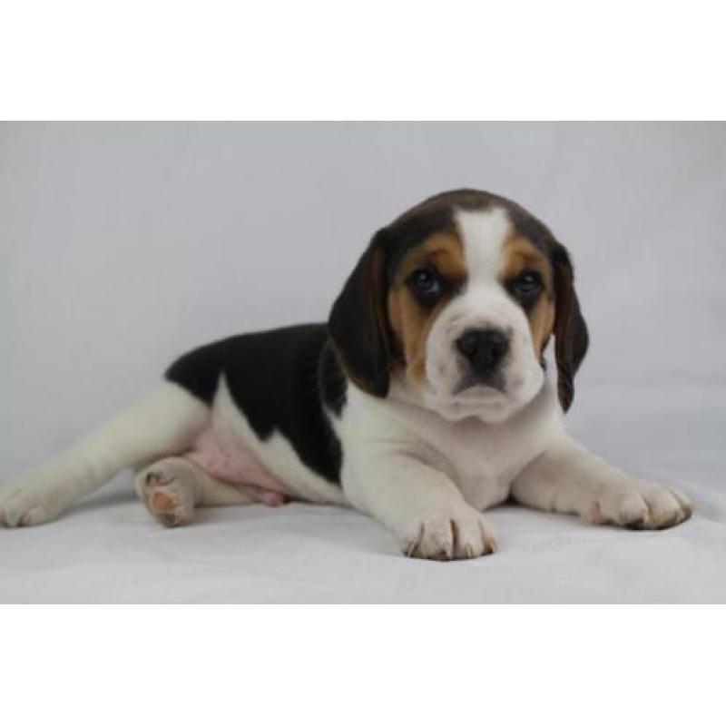 Beagle pups-100% Belgische hondjes - bezoek de ouders