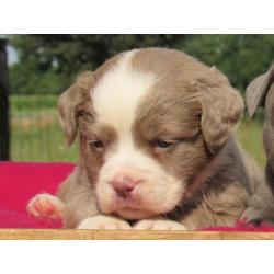 Old English Bulldog pups, type Mamut.Gezond en lief!!