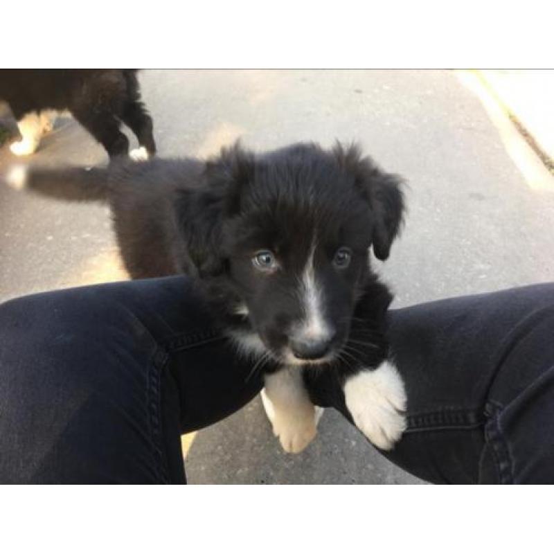 Border Collie pups